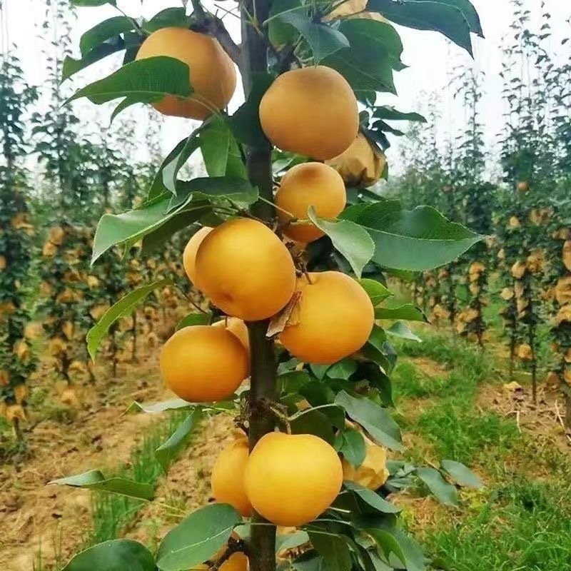 山东临沂水果苗/梨树苗/秋月梨树苗/量大价优/包成活