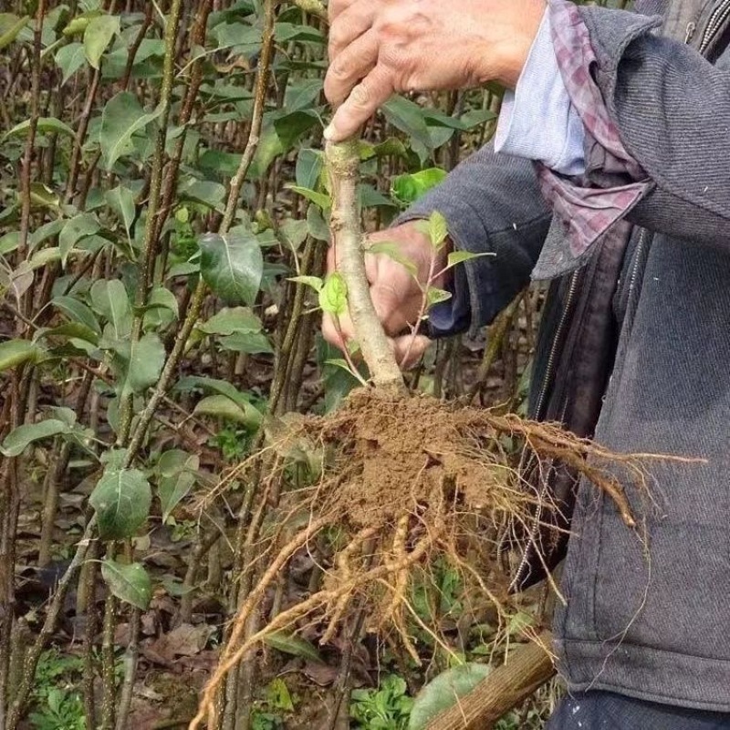山东临沂水果苗/梨树苗/秋月梨树苗/量大价优/包成活