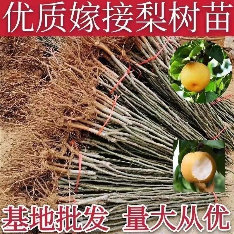山东临沂水果苗/梨树苗/秋月梨树苗/量大价优/包成活