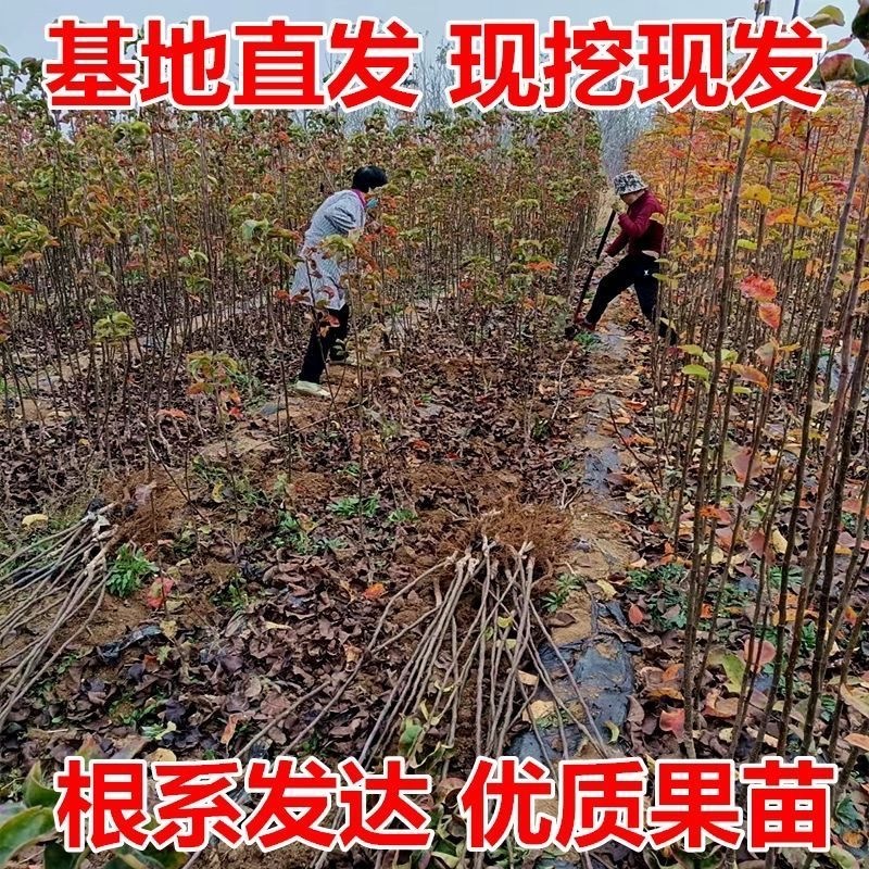 山东临沂水果苗/梨树苗/秋月梨树苗/量大价优/包成活