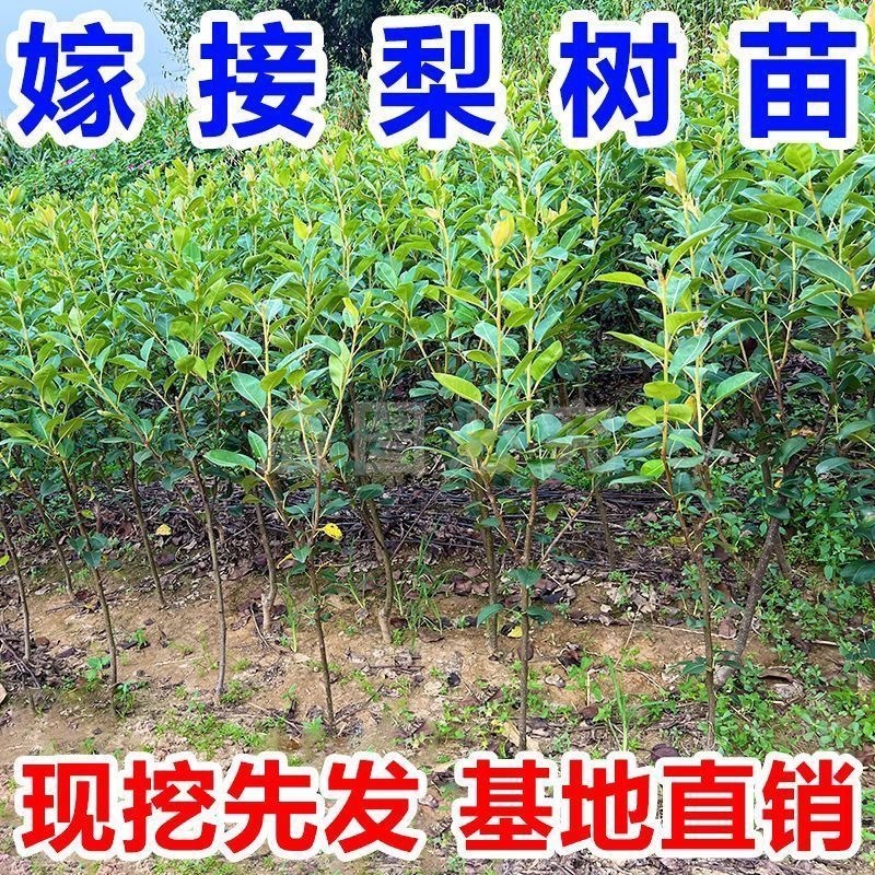 山东临沂水果苗/梨树苗/秋月梨树苗/量大价优/包成活
