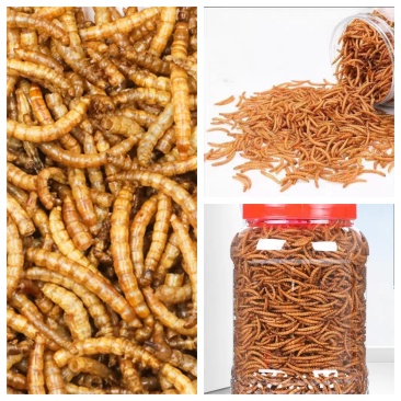 【黄粉虫】黄粉虫干货，活体批发质量好，欢迎合作，价格可谈