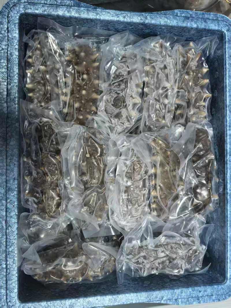 大连鲜食海参/工厂直发/量大价优/可视频看货/欢迎咨询