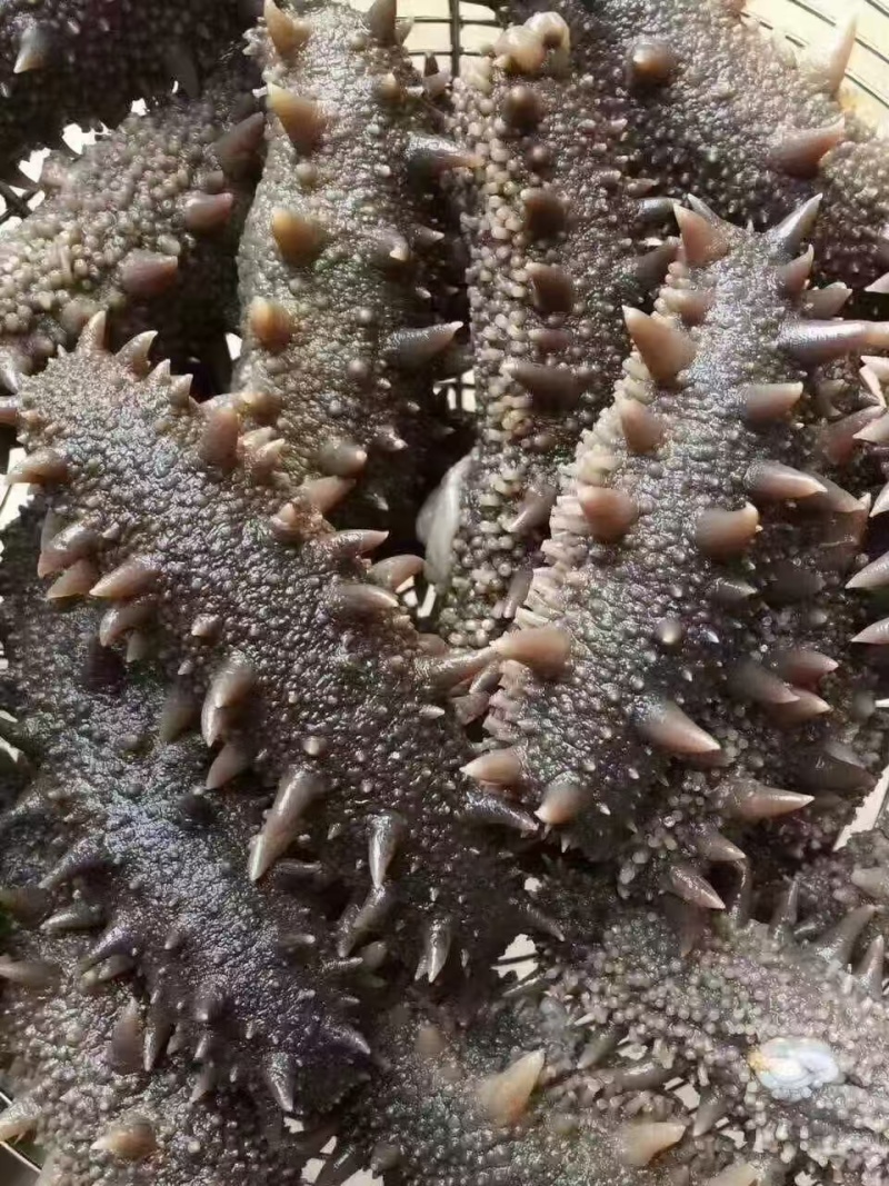 大连鲜食海参/工厂直发/量大价优/可视频看货/欢迎咨询