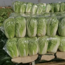 精品大白菜青杂三号白菜对接电商市场商超可视频看货