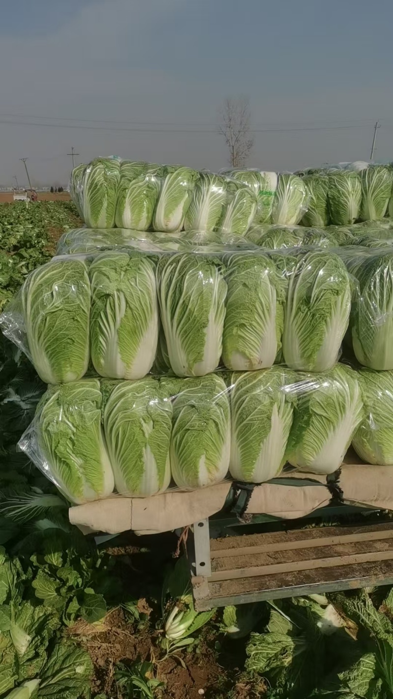 精品大白菜青杂三号白菜对接电商市场商超可视频看货