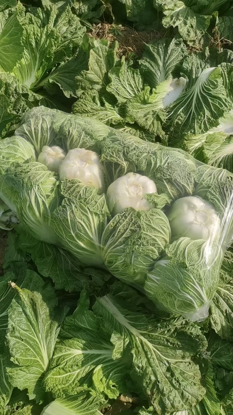 精品大白菜青杂三号白菜对接电商市场商超可视频看货
