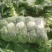 精品大白菜青杂三号白菜对接电商市场商超可视频看货