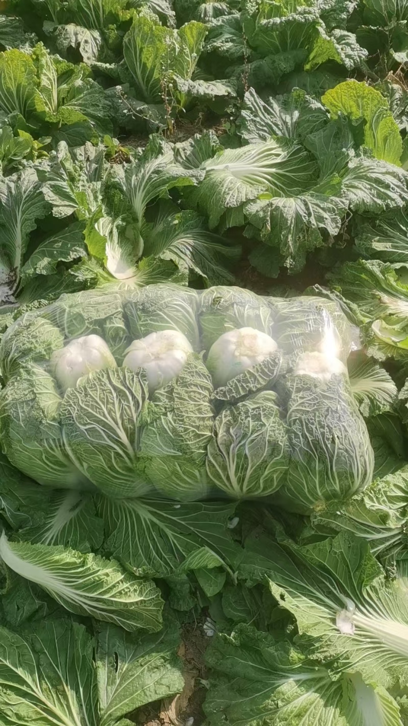 精品大白菜青杂三号白菜对接电商市场商超可视频看货