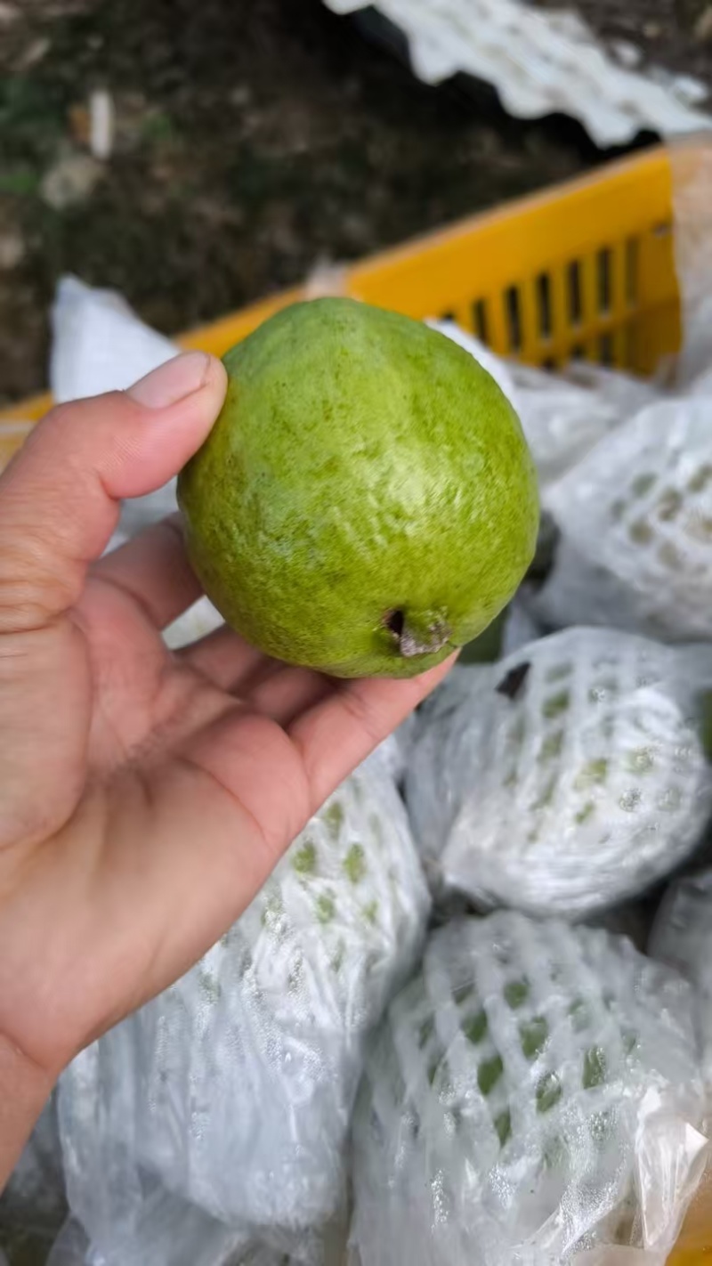 红心西瓜芭乐