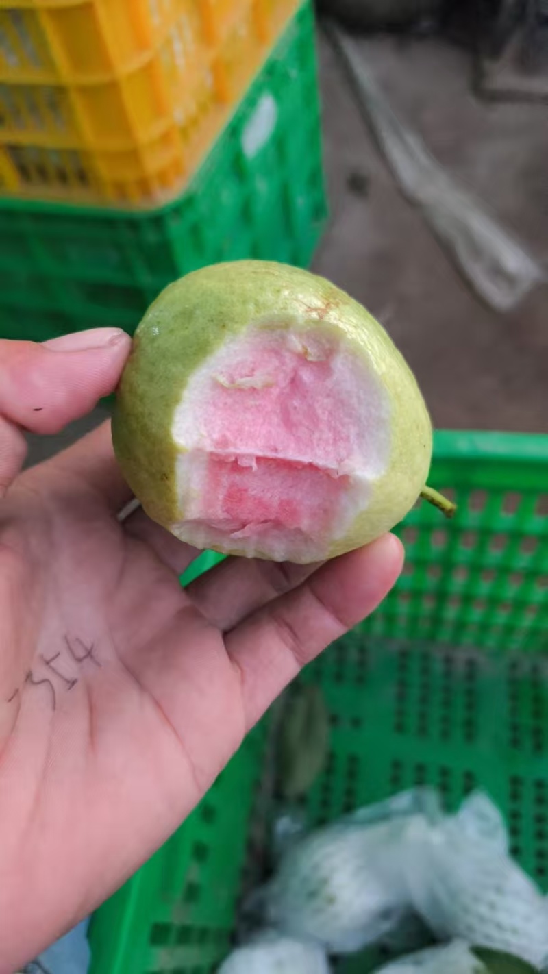 红心西瓜芭乐
