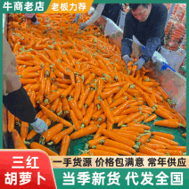 河南新鲜胡萝卜，质量保证，水洗，电商土货，全苗，产地直发