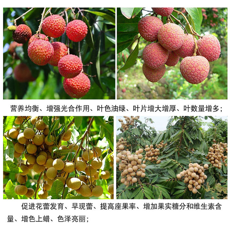荔枝龙眼专用叶面肥提高授粉膨果增甜防落果水溶肥