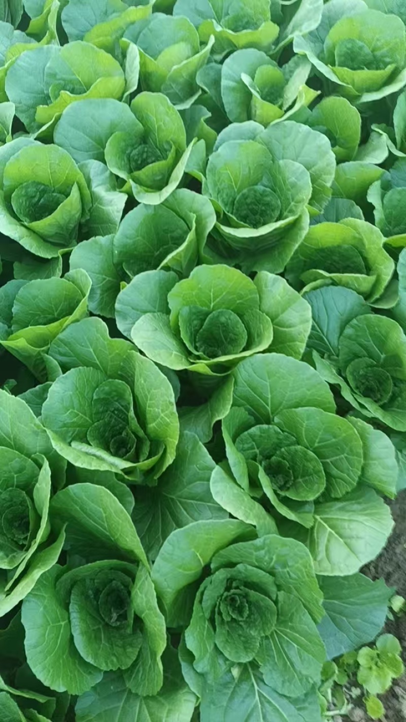 江苏精品白菜小白菜/量大价优/可视频看货/欢迎咨询