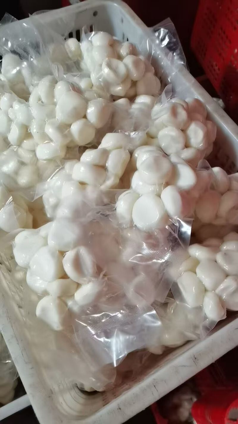 可大批量发去皮马蹄水果脆甜真空包装现削荸荠地梨蔬菜地栗