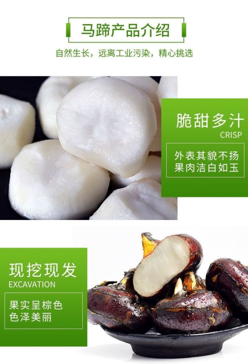 可大批量发去皮马蹄水果脆甜真空包装现削荸荠地梨蔬菜地栗