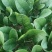 江苏精品菠菜/量大价优/可视频看货/欢迎咨询