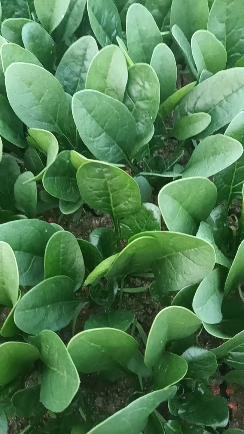 江苏精品菠菜/量大价优/可视频看货/欢迎咨询