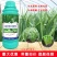 韭菜叶面肥韭菜粗壮黑又亮强力生根叶色浓绿叶片肥厚茎秆粗壮
