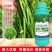 韭菜叶面肥韭菜粗壮黑又亮强力生根叶色浓绿叶片肥厚茎秆粗壮