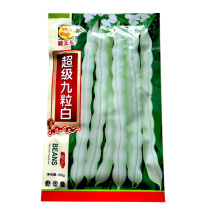 超级九粒白芸豆种子九粒白结荚多无纤维基地大田种植