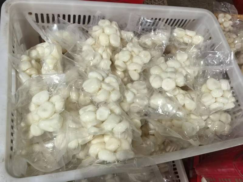 可批发大量冷冻马蹄去皮马蹄优质当季去皮马蹄