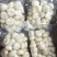 可批发大量冷冻马蹄去皮马蹄优质当季去皮马蹄