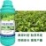 茶叶茶园茶树专用液体肥氨基酸茶叶催芽叶面肥料拔尖绿叶壮根