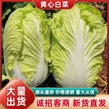 大白菜/山东本地大白菜/当天采摘/当天发车/现货