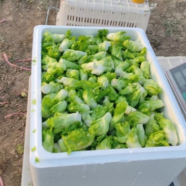 儿菜娃儿菜拳头菜产地直发价格实惠口感好保质保量欢迎电联