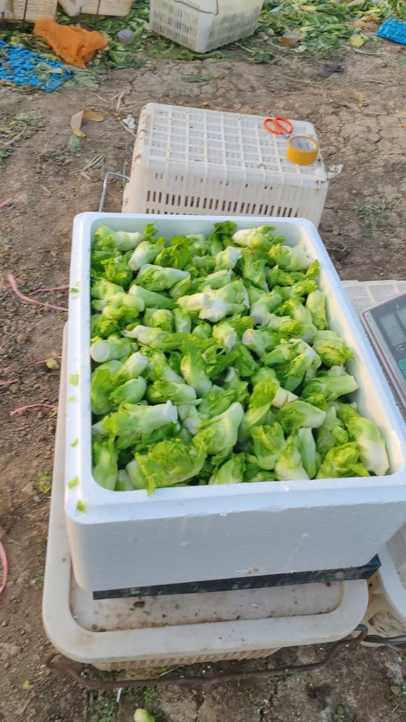 儿菜娃儿菜拳头菜产地直发价格实惠口感好保质保量欢迎电联
