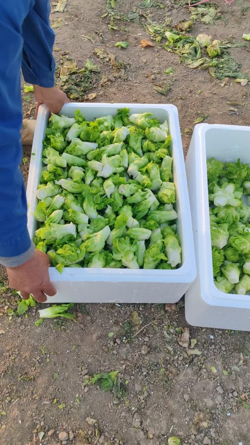 儿菜娃儿菜拳头菜产地直发价格实惠口感好保质保量欢迎电联