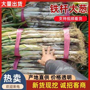 大葱/铁杆大葱/山东本地大葱/产区直发/大量有货