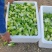 儿菜娃儿菜拳头菜产地直发价格实惠口感好保质保量欢迎电联