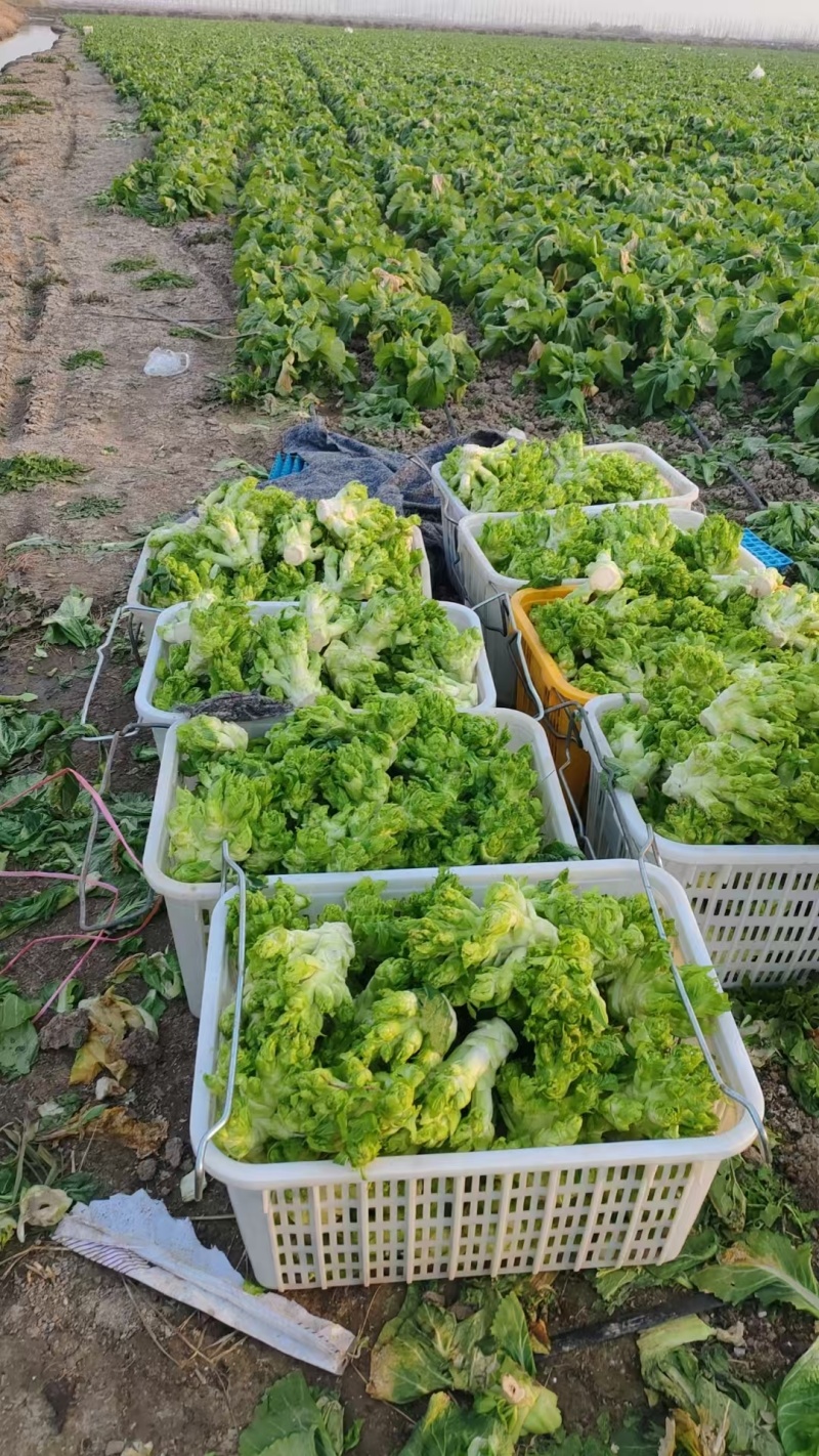 儿菜娃儿菜拳头菜产地直发价格实惠口感好保质保量欢迎电联