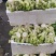 儿菜娃儿菜拳头菜产地直发价格实惠口感好保质保量欢迎电联