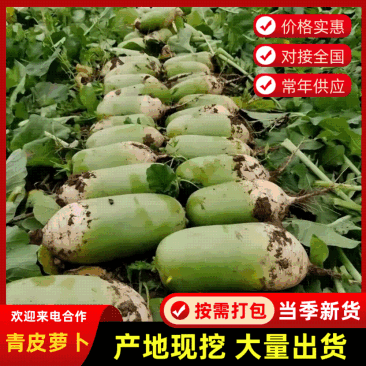 湖北天门青皮白萝卜/产区直发/当天采摘/当天发车