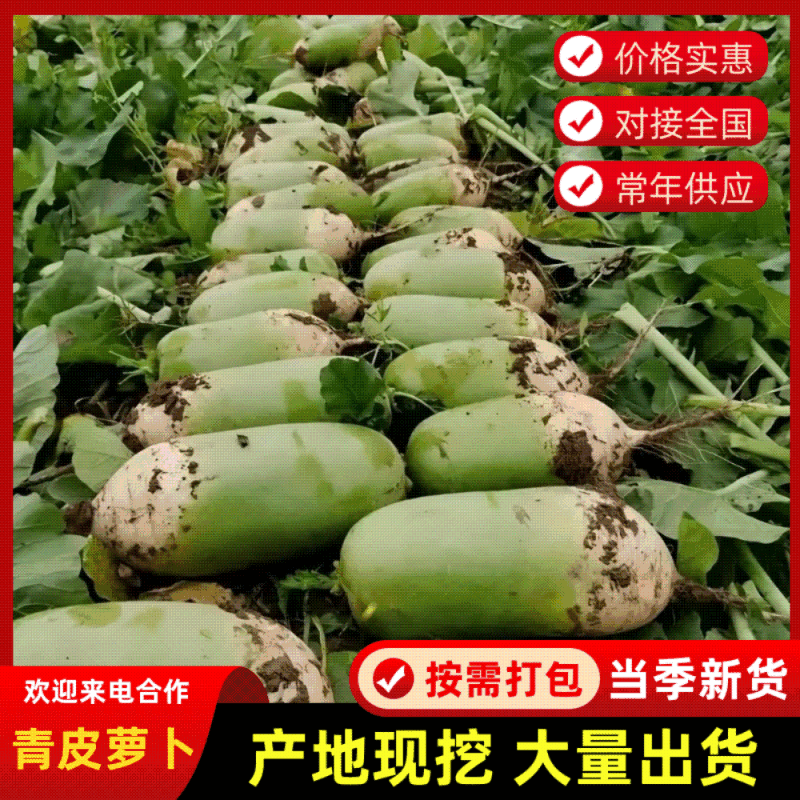 湖北天门青皮白萝卜/产区直发/当天采摘/当天发车