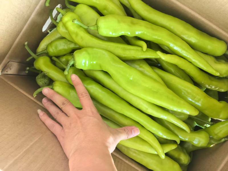 黄皮椒黄皮辣椒鲜辣椒基地直供价格实惠口感好保质保量欢迎电联