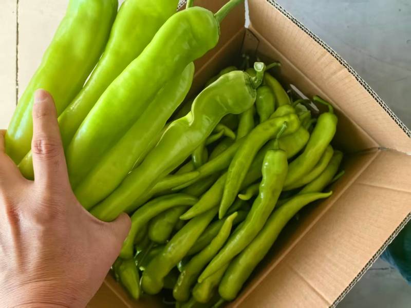 黄皮椒黄皮辣椒鲜辣椒基地直供价格实惠口感好保质保量欢迎电联
