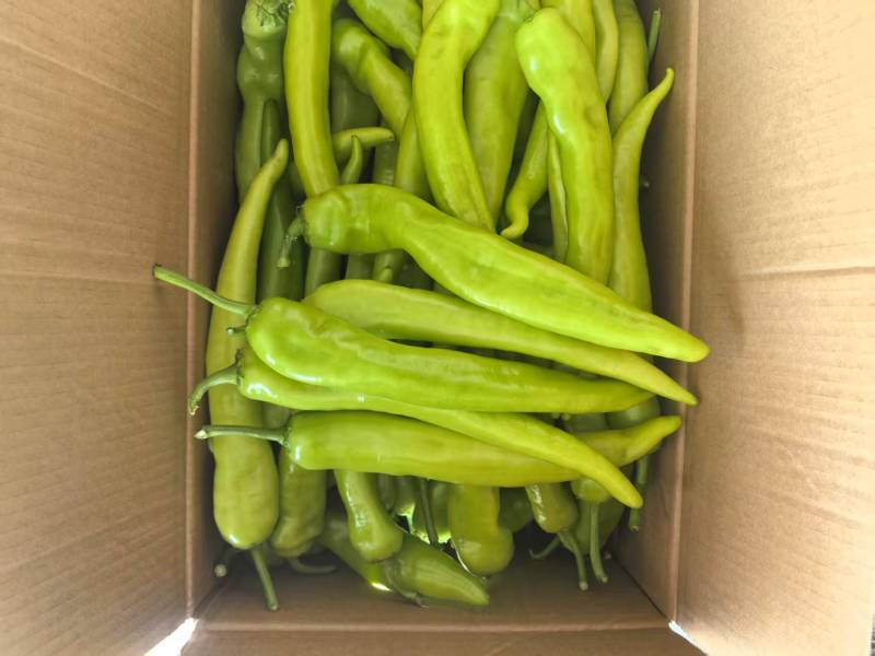 黄皮椒黄皮辣椒鲜辣椒基地直供价格实惠口感好保质保量欢迎电联