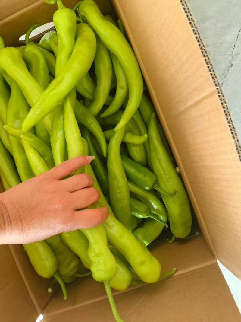 黄皮椒黄皮辣椒鲜辣椒基地直供价格实惠口感好保质保量欢迎电联