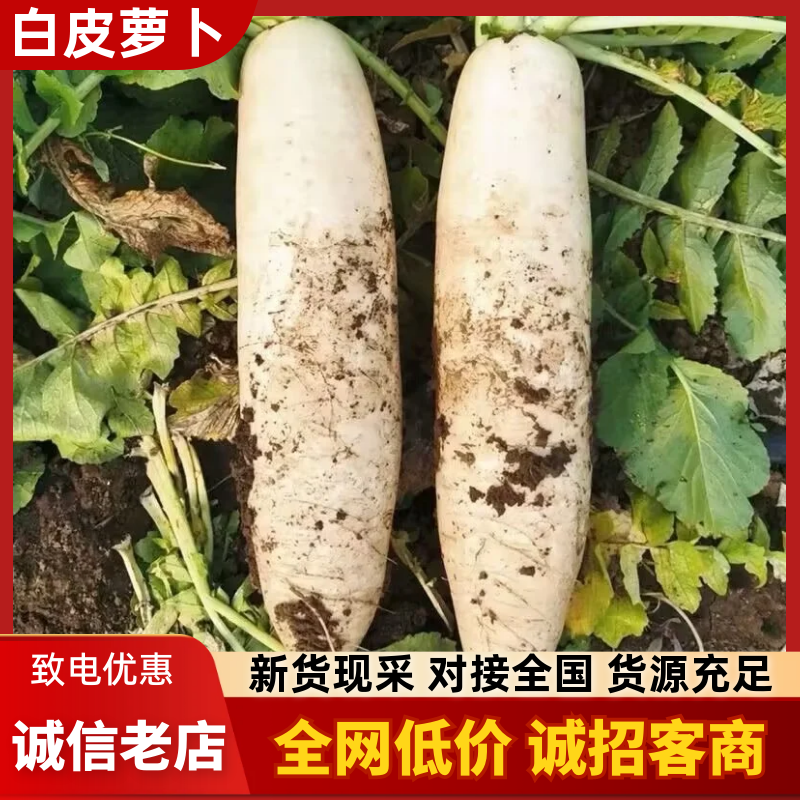 湖北天门白萝卜/打霜白萝卜/产区直发/大量有货