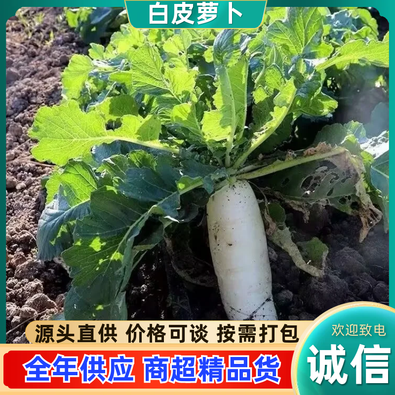 湖北工厂白萝卜/渣萝卜/产区直发/大量有货