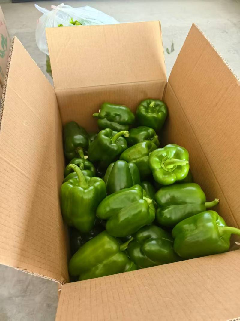 四方椒菜椒辣椒鲜辣椒口感好价格实惠品质保障运输便利欢迎电联