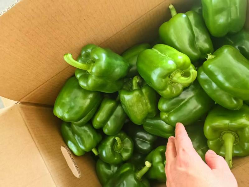 四方椒菜椒辣椒鲜辣椒口感好价格实惠品质保障运输便利欢迎电联