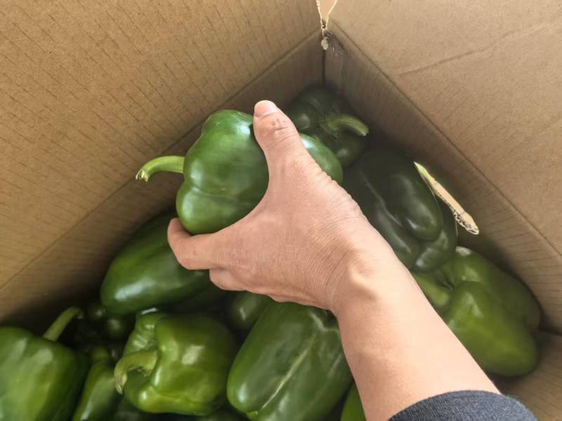 四方椒菜椒辣椒鲜辣椒口感好价格实惠品质保障运输便利欢迎电联