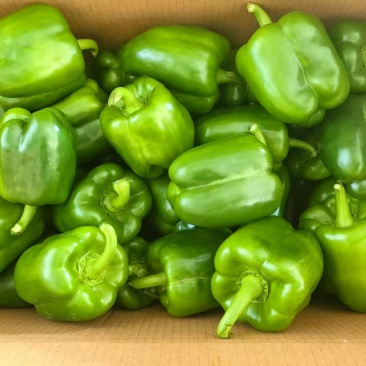 四方椒菜椒辣椒鲜辣椒口感好价格实惠品质保障运输便利欢迎电联