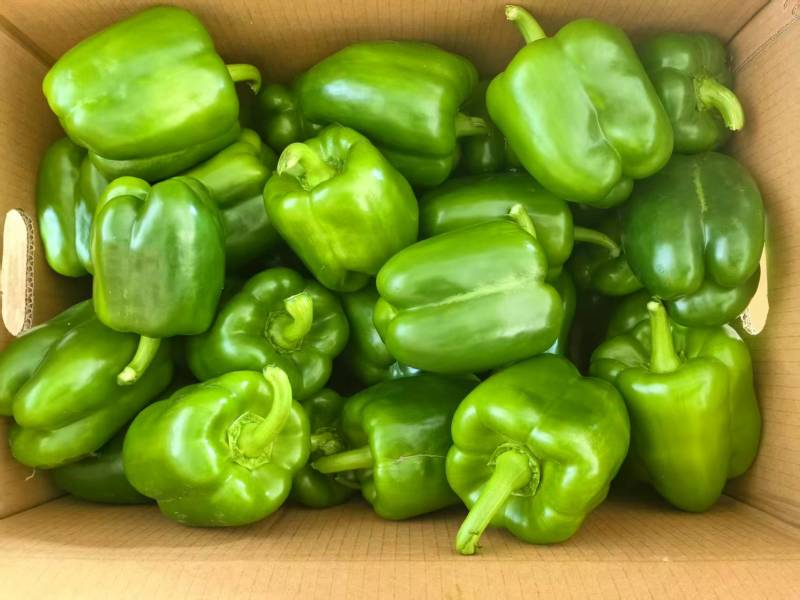 四方椒菜椒辣椒鲜辣椒口感好价格实惠品质保障运输便利欢迎电联