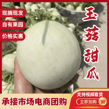 浙江台州玉菇甜瓜/冰淇淋甜瓜/2026年头茬甜瓜